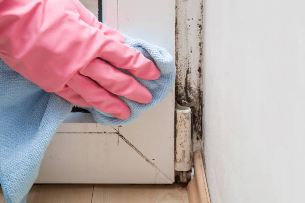 Best Attic Mold Remediation in Somers, MT